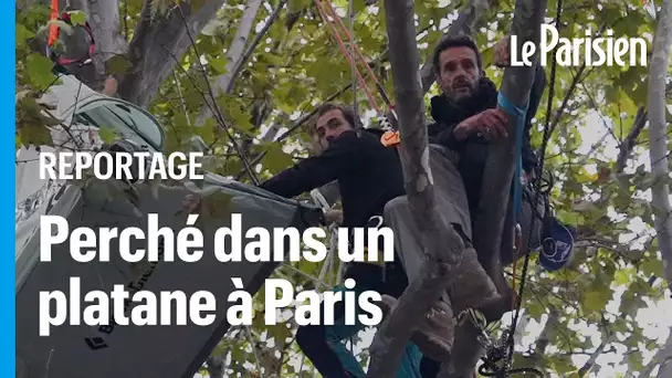 « Un acte de désespoir » : Un militant écologiste en grève de la faim dans un platane à Paris