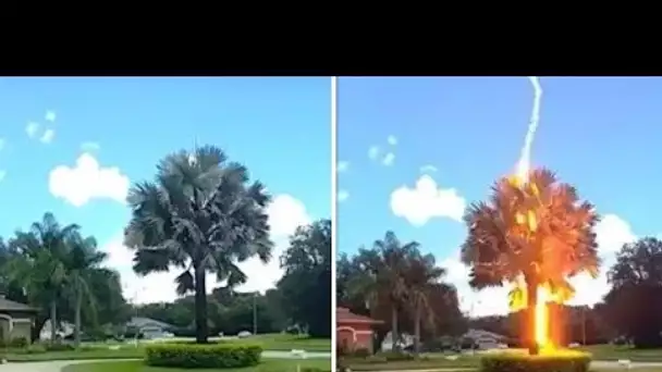 Une vidéo incroyable montre comment la foudre frappe un arbre alors que le ciel est dégagé