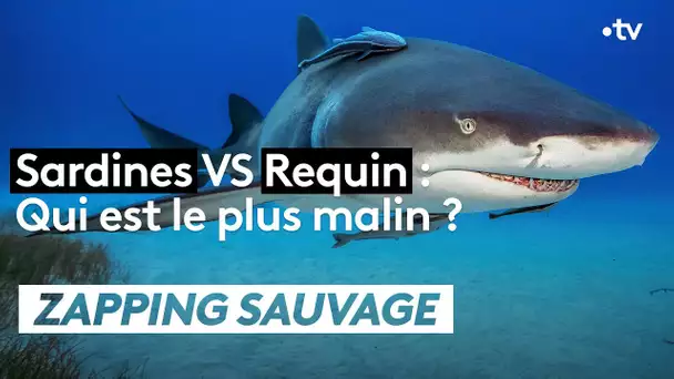 Sardines VS Requin : Qui est le plus malin ?