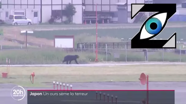 [Zap Télé] Un ours sème la panique à Sapporo au Japon (21/06/21)