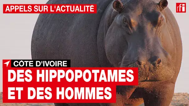 Côte d'Ivoire : les attaques d'hippopotames se multiplient