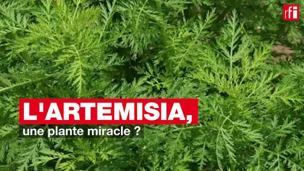 L'artemisia, une plante miracle ?