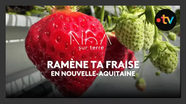 7 000 m² de fraises en hauteur : visite d’un verger innovant