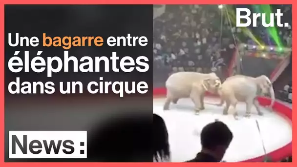 Une bagarre entre éléphantes sème la panique dans un cirque