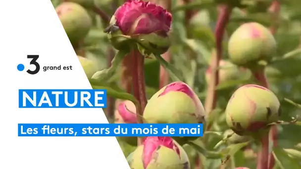 Iris et pivoines, les stars du mois de mai en Alsace