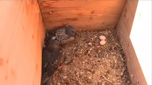 Le refuge pour oiseaux de l&#039;hôpital de Haguenau