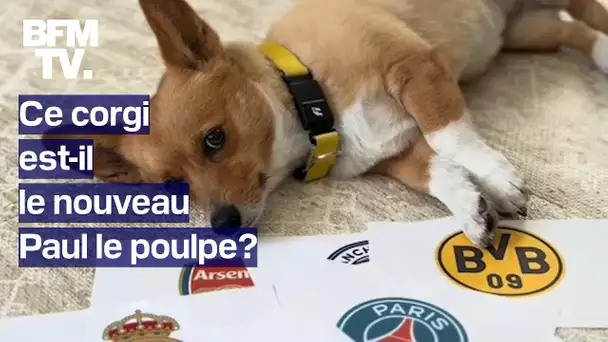 Ce corgi a prédit le résultat des quarts de finale de la Ligue des champions