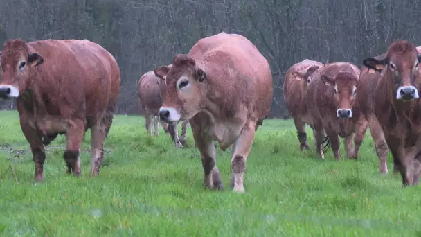 Deux-Sèvres : la Parthenaise privée de salon privée de Salon de l'agriculture