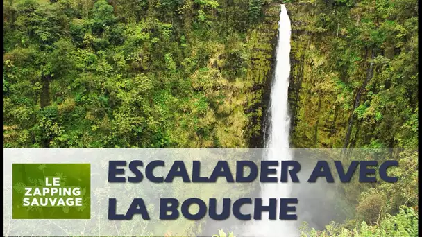 Un poisson escalade une cascade avec la bouche - ZAPPING SAUVAGE 19