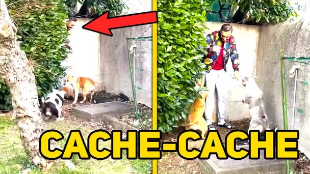 CACHE-CACHE AVEC MES CHIENS (ELLES VONT VOUS CHOQUER)