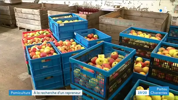 Charente : un couple de producteurs de pommes cherche repreneurs