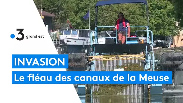 Invasion : le fléau des canaux de la Meuse