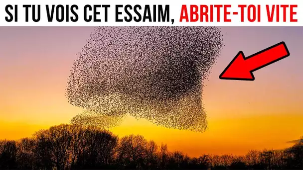 Quand tu Vois ça Dans le Ciel, Trouve-toi un Abris