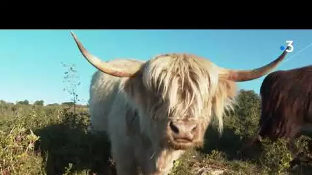 Hérault : les vaches écossaises en pâturage