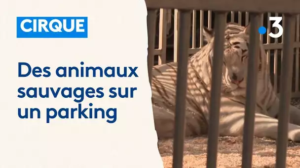 Un cirque et ses animaux sauvages sur un parking, "on reçoit des menaces et des intimidations"