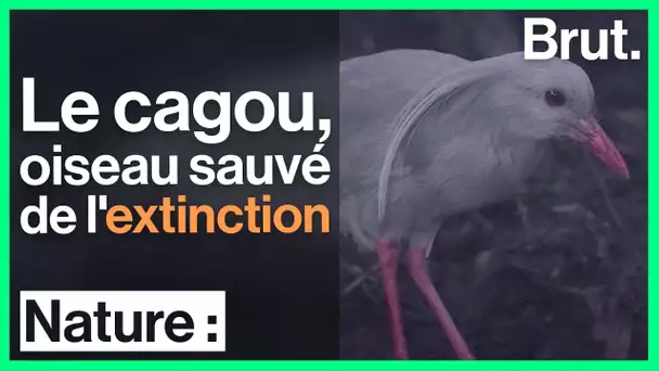 Le cagou : l'oiseau au cri de chien qui a frôlé l'extinction