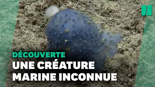 Cette créature bleue laisse les scientifiques sans réponse