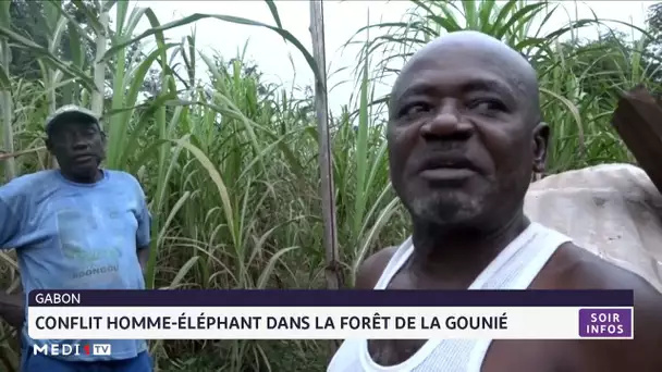 Conflit homme-éléphant dans la forêt de la Gounié