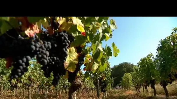 Rando-découverte sur les terres des vins de Loire