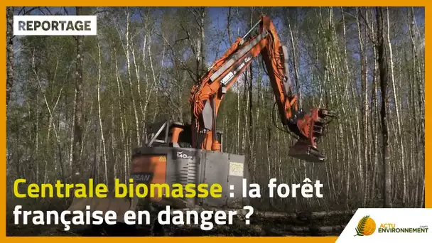 Centrale biomasse : la forêt française en danger ?