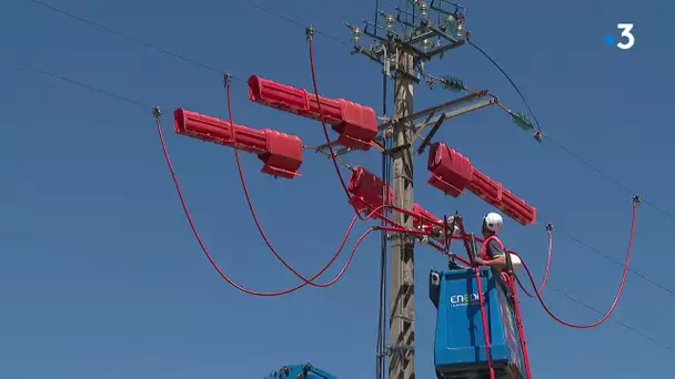 En Isère, une ligne électrique sécurisée pour protéger le hibou grand-duc