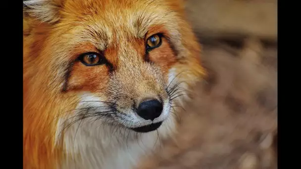 Biodiversité : le renard, nuisible ou utile ? Enquête dans les Deux-Sèvres