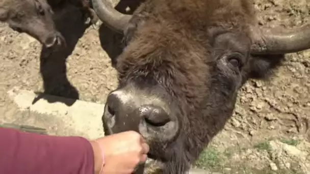 Les bisons d’Espagne