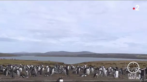 Brexit : la peur des îles Malouines