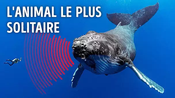 La baleine la plus solitaire du monde (tu risques de pleurer après avoir regardé ça)