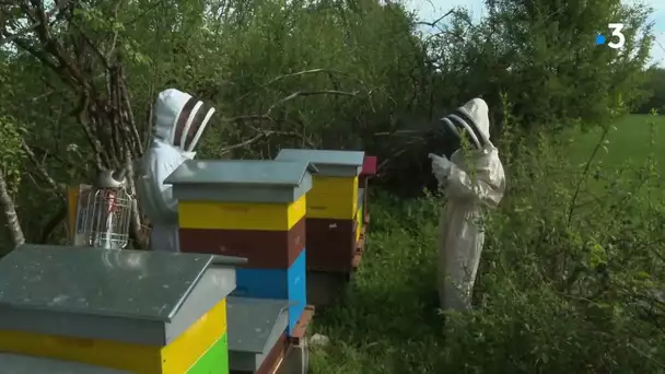 Youtubeur de la vie des abeilles : rencontre avec Adrien Ducouloux