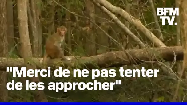 43 singes s'échappent d'un laboratoire aux États-Unis