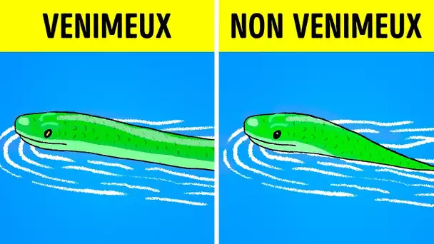 Que Faire si tu Croises un Serpent ?