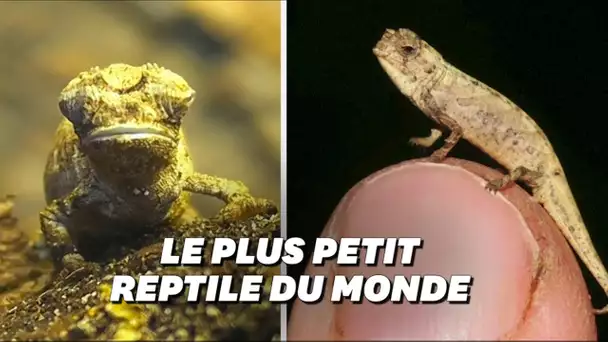 Voici le plus petit caméléon du monde (il tient sur la moitié de votre ongle)