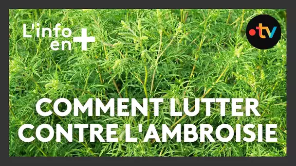 L'info en plus : comment lutter contre l'Ambroisie
