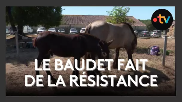 Fête de l’âne à Dampierre-sur-Boutonne