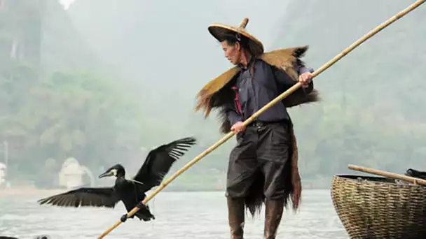 Chine : des oiseaux dressés pour pêcher - ZAPPING SAUVAGE