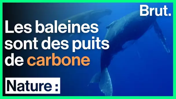 Les baleines, une arme contre le réchauffement climatique ?