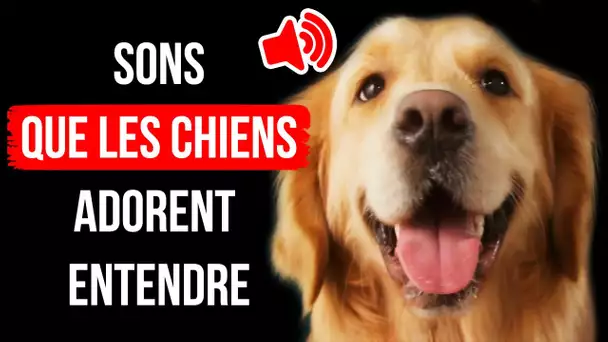 Pourquoi Les Chiens Aiment Le Son Des Jouets Qui Couinent Mais Pas Les Feux D’artifice