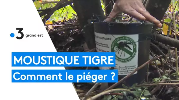 Alsace : comment piéger le moustique tigre ?