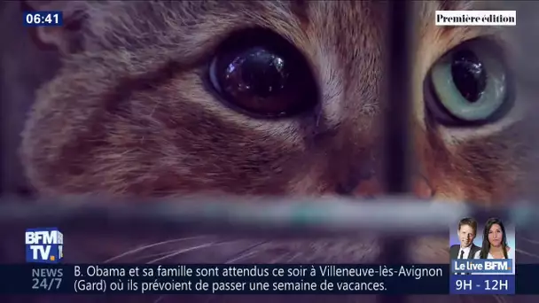 Le 'chat-renard', une nouvelle espèce de félin découverte en Corse