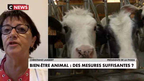 C.Lambert : «nous faisons le constat d’une difficulté pour les abattoirs à se moderniser»