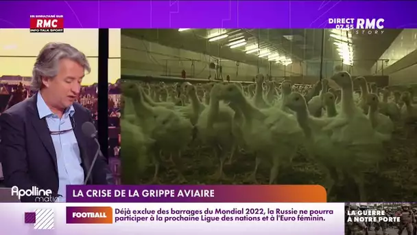 L"épidémie de grippe aviaire a provoqué la mort de 16 millions de volailles