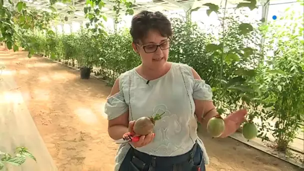 Près de Perpignan, un producteur récolte des fruits exotiques