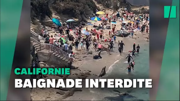 Deux otaries font fuir les vacanciers d'une plage de Californie