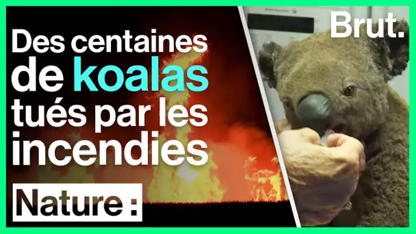 Australie : des centaines de koalas tués par les incendies