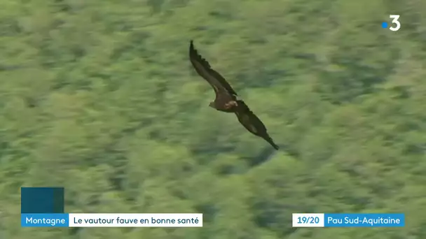 Le nombre de vautours fauves en hausse dans les Pyrénées-Atlantiques