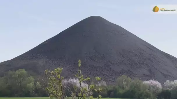 Terrils miniers : de la friche au hotspot de la biodiversité