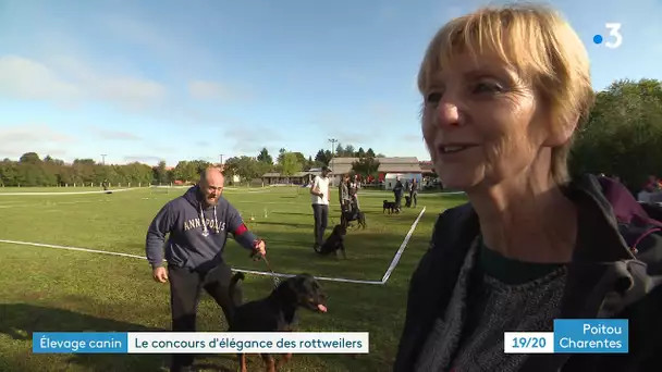 Saint-Sornin : un concours d'élégance pour les rottweilers