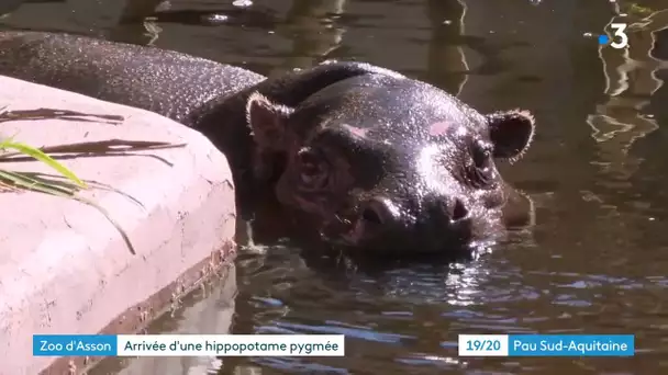 Béarn : Un hippopotame pygmée fait l'attraction du zoo d'Asson