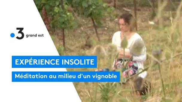 Expérience insolite : méditation au milieu d'un vignoble
